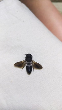 緊急この蜂 に刺されたのですが種類が分かる人お願いします ハキリバチの Yahoo 知恵袋