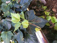 先週 この植物を剪定してから両腕 両足がひどくかぶれました この植物をご存知 Yahoo 知恵袋