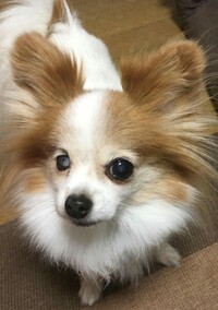 犬にチキンラーメン あげちゃいけないんですか 他にkfc Yahoo 知恵袋