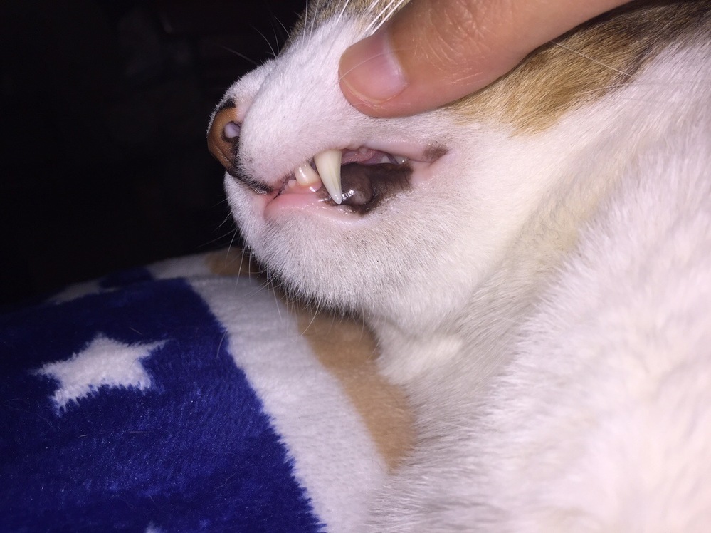 猫の口の中に黒いところがあるのですが、これは大丈夫なのでしょうか 