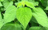 この山菜はトリアシショウマで合ってますか 葉柄はほんのり赤かったです 林道脇 Yahoo 知恵袋