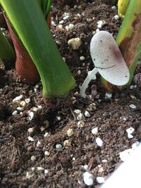 観葉植物として室内で育てているアレカヤシの根元にきのこが生えてきま Yahoo 知恵袋