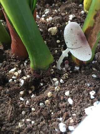 観葉植物として室内で育てているアレカヤシの根元にきのこが生えてきま Yahoo 知恵袋