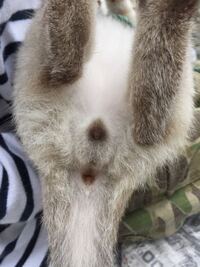 子猫の性別判断お願いします 画像あり見たくない方はスルーして Yahoo 知恵袋