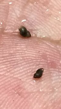 田んぼの稲にこのような小さな貝がたくさん付きました この貝の名前が知り Yahoo 知恵袋