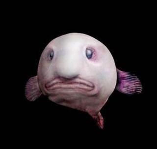この深海魚は何という名前ですか ウラナイカジカ科のニュウドウ Yahoo 知恵袋