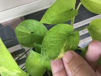 ポトスに入る茶色の斑点 育てて一年になるゴールデンポトスなのですが常に茶色の Yahoo 知恵袋