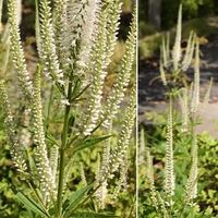 Sbps随時継続デジコンについて質問があります 自分はドコモケータ Yahoo 知恵袋