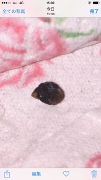 布団にいました この虫ってなんですか 気になって眠れませんでした ハエの卵 う 教えて 住まいの先生 Yahoo 不動産