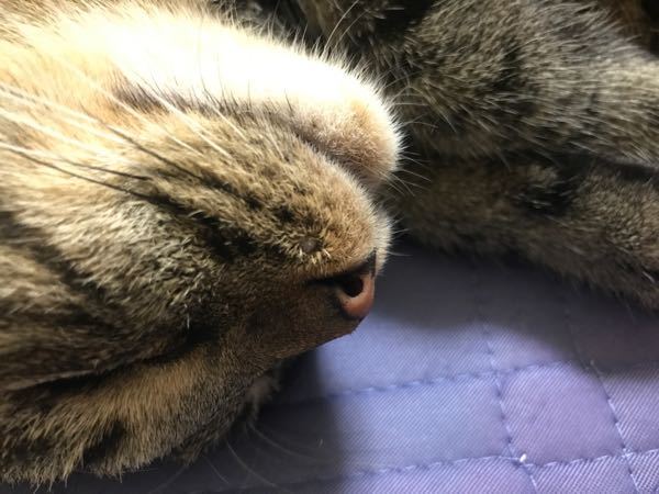 日曜日の朝、飼い猫を触っていたら - ひげの部分u2026毛穴が見えました 