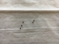 インスタグラムの赤ちゃん子育てアカウントとかで 赤ちゃんの写 Yahoo 知恵袋