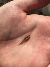 宮城県の某ダム湖で見つけたこの魚 何の稚魚でしょうか 底を這い蹲うよう Yahoo 知恵袋