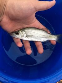 魚釣りしてたら釣れました この魚どうでしょうか スズキの子供のセイゴ Yahoo 知恵袋