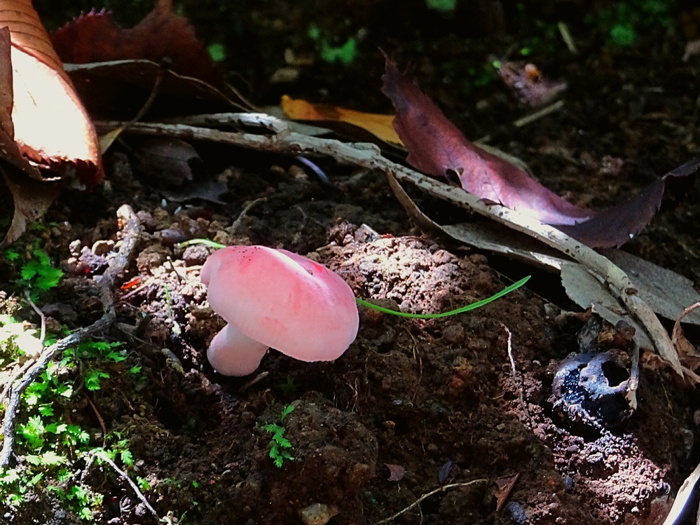 このキノコさんの名前教えて下さい。公園に生えてました。ピンクがかっ