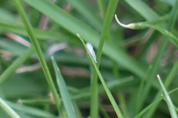 芝生に無数の虫が発生しています 写真中央に体長1 2mm程の小さな虫が写って Yahoo 知恵袋