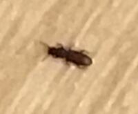1mm程度の細長い黒い虫の正体を教えてください。 夏場になってから小さくて細長い黒い虫が大量に出ます。1日に10匹ほど処分していますが一向に減りません。

この虫の正体はなんでしょうか？