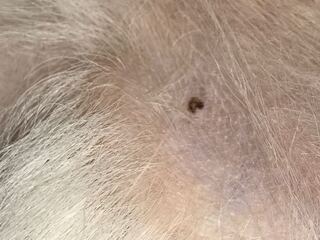 7歳のチワワ犬のお腹に見つけました 最近までなかったと思いま Yahoo 知恵袋