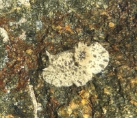 ウミウシの種類について九州北部日本海 玄界灘側の岩礁地帯 ゴロタに Yahoo 知恵袋
