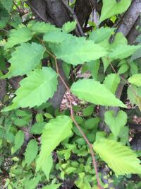 この葉っぱは何の木の葉なんでしょうか うちの犬がよく食べてるんですが Yahoo 知恵袋