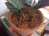 井戸と肥溜めの見分け方はありますか Yahoo 知恵袋