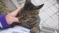 ウチの猫が背中に飛び乗ってきます とにかく爪で痛いです 凄く懐 Yahoo 知恵袋