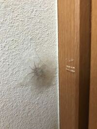 家の中の壁の隅に蜘蛛が巣 繭 を作っていました 添付画像 毛が写っていて Yahoo 知恵袋