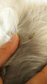 飼っている犬の皮膚から細長い突起物が数箇所にあります 触ると嫌がるのですが Yahoo 知恵袋