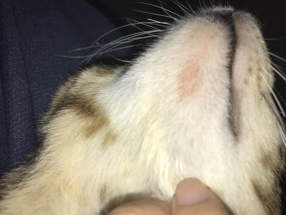 猫のあごがはげていました。(キジトラオス6ヵ月)これは、猫ニキビな 
