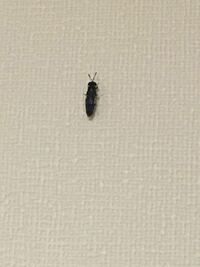 家の部屋の壁 本棚の上 に 黒くて細いゴキブリのような虫が出ました 触覚はゴ Yahoo 知恵袋