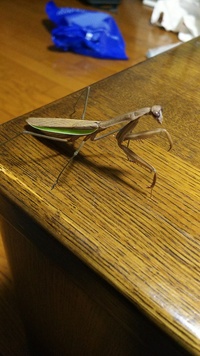 このカマキリは何という種類のカマキリでしょうか 可能でしたら性別も Yahoo 知恵袋