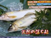 美味しい魚って オス メス 今日 魚屋さんへ行くと新巻 Yahoo 知恵袋