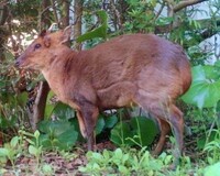 がきデカ と言うマンガで 名 迷 ゼリフとして 八丈島のキョ Yahoo 知恵袋