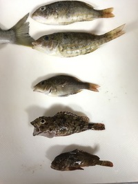 魚の名前を教えてください 浜名湖の 新居海釣り公園でこどもが釣ったので 料理 Yahoo 知恵袋