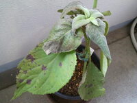 アジサイが炭そ病みたいです 昨年引っ越しをした自宅に大きなアジサイがあ Yahoo 知恵袋