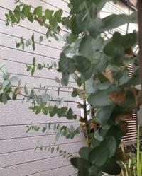 ユーカリグニーを今年５月ごろ購入して鉢植えで育てています 1メートルは超えて Yahoo 知恵袋