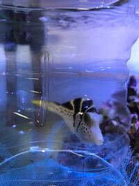 イカを飼育している方いますか 水族館でもイカを飼育していることがあまりな Yahoo 知恵袋