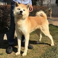 秋田犬は クマの猟犬ですか 2頭飼ってるけどハンパじゃ Yahoo 知恵袋