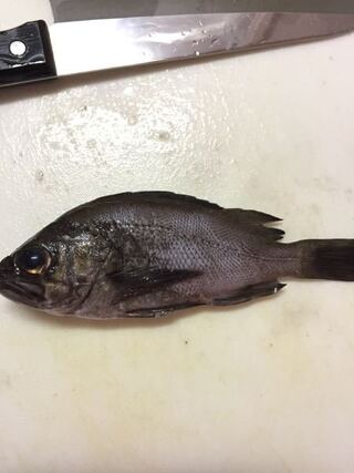 アジングをしてたら黒い魚が釣れました ウロコをとってしまったの Yahoo 知恵袋