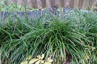 この草はなんという名前でしょうか よく道端に いくつか並んで生えている事が多 Yahoo 知恵袋