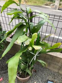 月下美人の花は雨の日でも咲きますか 月下美人 と名前がつい Yahoo 知恵袋