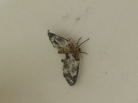 最近毎日玄関の内側に大きさ2 3センチのの蛾が数匹います 進入経路はなさそう Yahoo 知恵袋