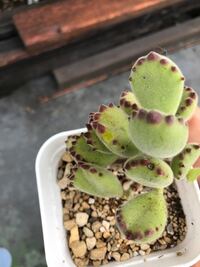 多肉植物の熊童子の 葉っぱに穴ができて黒くなってるところが所々 Yahoo 知恵袋