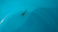 茨城県の沼で獲れたエビですが名前を教えて下さい ミナミヌマエビでしょうか Yahoo 知恵袋