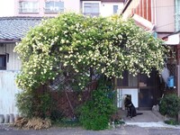 年間地植えで育てた木香バラを 引っ越しのため鉢植えに移植したいと思ってい Yahoo 知恵袋