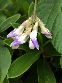 この蔓性のマメ科 の紫色の花はなんでしょうか 大きさは1 2cmぐ Yahoo 知恵袋