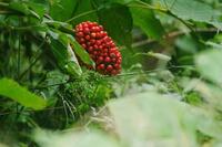 赤い色のふわふわした花 がつく植物を育てています 名前が分からな Yahoo 知恵袋