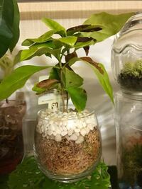 ミントにオルトランdxを撒いたのですがいつ頃から料理で使えますか Yahoo 知恵袋