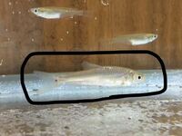 この魚は何という種類ですか 用水路で捕まえました オイカワ ホンモロコ Yahoo 知恵袋