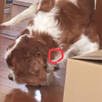 この画像の囲んであるところにしこりのような硬いものがあります これは何 Yahoo 知恵袋