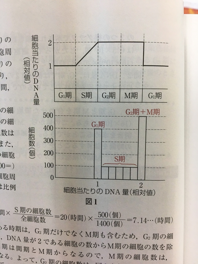 このグラフの意味がわかりません なぜg1期に細胞数が増えてｓ期に細胞数が減っ Yahoo 知恵袋